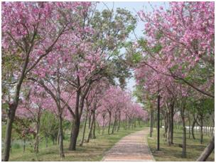 堤塘湖公園-羊蹄甲