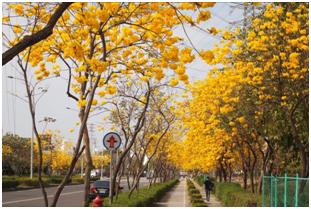 環西路-黃花風鈴木